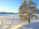Zima, Śnieg, Drzewo, Człowiek