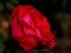 Czerwona, Róża, Krople