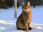 Kot, Na Śniegu, Przebijające, Światło, Drzewa, Rozmycie