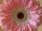 Bladoróżowa, Gerbera