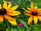 Rudbekia