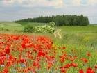 Polna, Dróżka, Lasek, Chabry, Maki