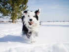 Pies, Border Collie, Zima, Śnieg