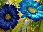 Kwiaty, Niebieskie, Gerbery