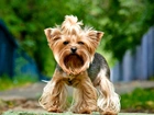 Yorkshire terrier, Pies