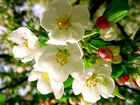 Wiosna, Kwiaty, Drzewo Owocowe, Jabłoń