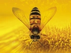 Pszczoła, Owad, Makro