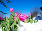 Różowe, Tulipany, Śnieg