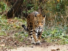 jaguar, Las