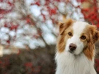 Border, Collie, Czerwony, Bokeh