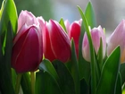 Czerwone, Różowe, Tulipany