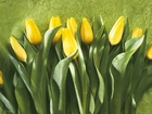 Tulipany