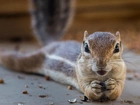 Chipmunk, Łapki