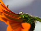 Pomarańczowa, Gerbera, Kropla, Makro