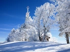 Zima, Drzewa, Domek