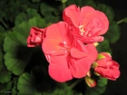 Kwiaty, Czerwone, Pelargonie