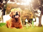 Pies, Golden Retriever, Kwiaty, Białe, Tulipany, Drzewa, Wianek