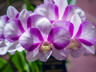 Fioletowa, Orchidea
