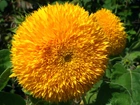 Żółty, Kwiat, Słonecznik