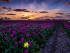 Pole, Tulipanów, Wiosna--Chmury, Zachód, Słońca