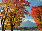 Góra, Fuji, Las, Drzewa, Japonia