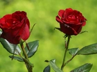 Dwie, Czerwone, Róże