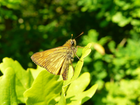 Motyl, Karłątek kniejnik