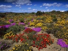 Kwitnące, Kaktusy, RPA