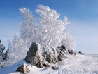 Zima, Ośnieżone, Drzewa, Krzewy, Kamienie