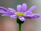 Kwiat, Gerbera, Krople Rosy