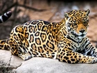 Jaguar, Kamień