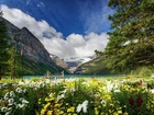 Góry, Jezioro, Łąka, Banff, Kanada