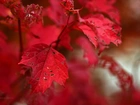 Czerwone, liście, Jesienne