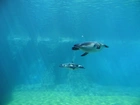 Dwa, Pingwiny, Pływające, Woda, Zoo