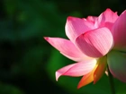 Kwiat, Lotosu
