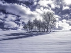 Zima, Drzewa, Chmury, Śnieg