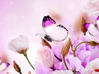 Kwiaty, Eustoma, Motyle