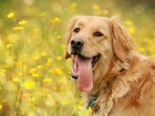 Golden, Retriever, Łąka, Żółte, Kwiatki