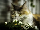 Kot, Białe, Kwiaty, Rozmycie