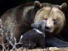 Niedźwiedzica, Mały, Niedźwiadek, Brunatny