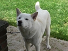 Jindo, łańcuch