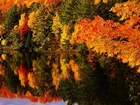Jesień, Drzewa, Woda, Odbicie