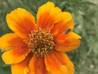 Kwiat, Pomarańczowa, Aksamitka, Owad, Mucha