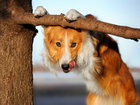 Pies, Border Collie, Język, Drzewo