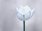 Biały, Tulipan, Kwiat