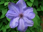 Przyroda, Kwiaty, Clematis