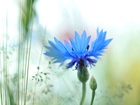 Chaber, Niebieski, Kwiat