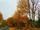 Złota, Jesień, Droga, Drzewa