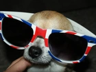 chihuahua, okulary