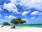 Dwa, Drzewa, Plaża, Aruba, Morze